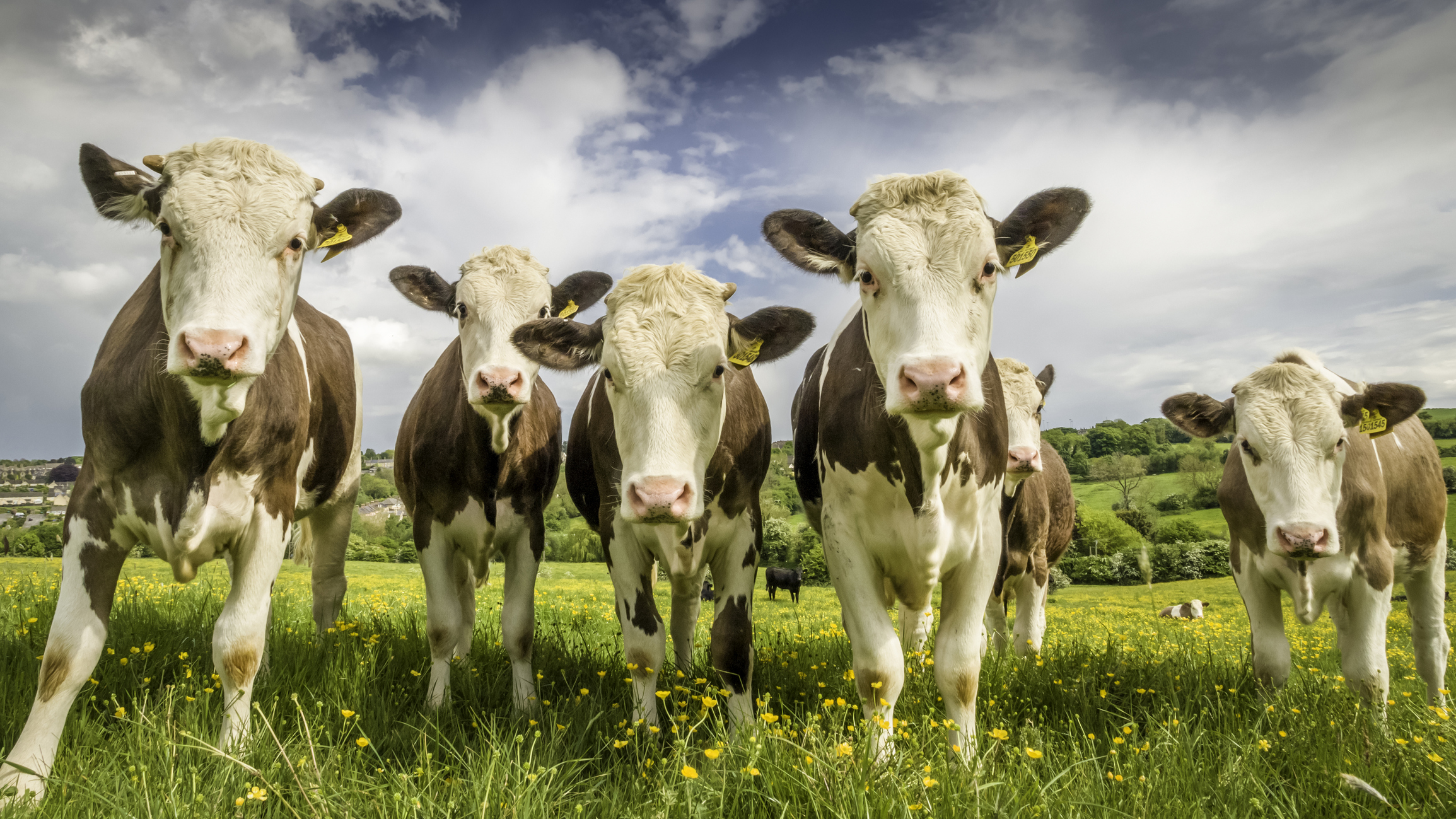Sustainable cow farming 